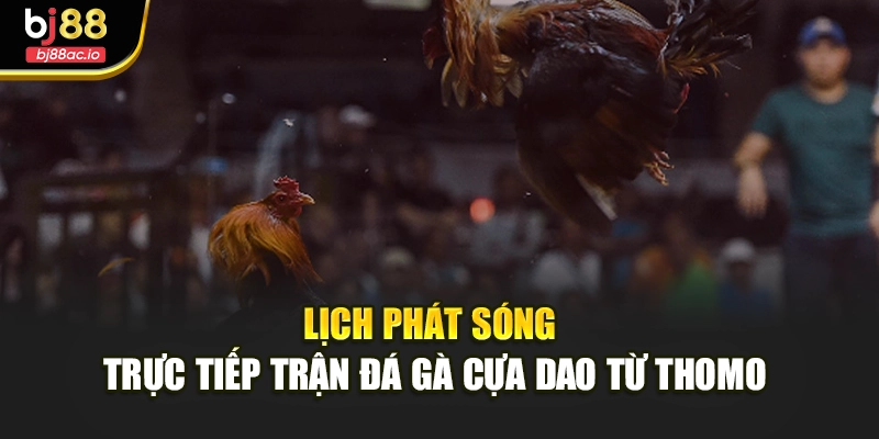 Lịch phát sóng trực tiếp trận đá gà cựa dao từ Thomo