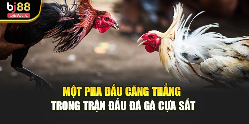 Một pha đấu căng thẳng trong trận đấu đá gà cựa sắt