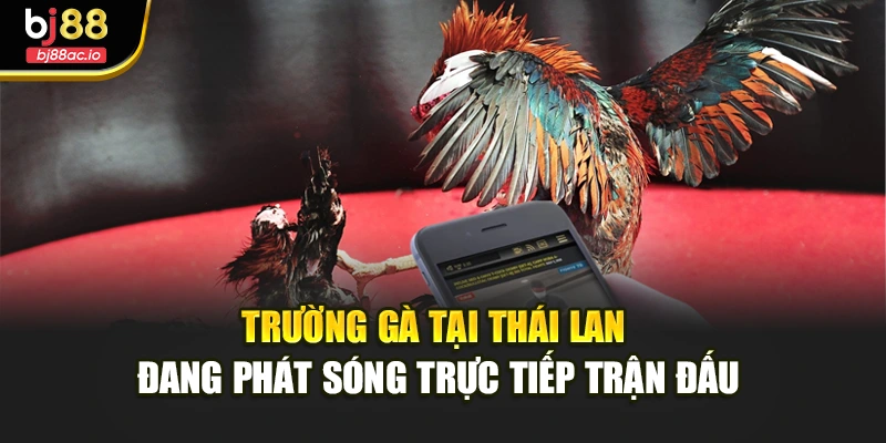 Trường gà tại Thái Lan đang phát sóng trực tiếp trận đấu